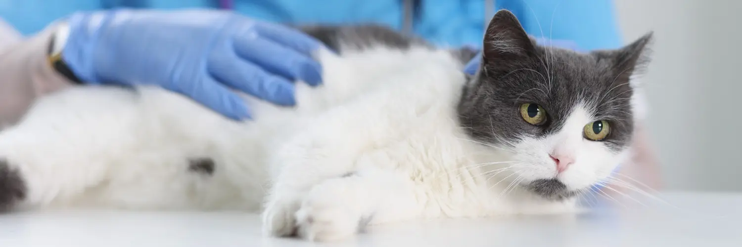 A grey and white cat lying calmly on the examination table while being checked