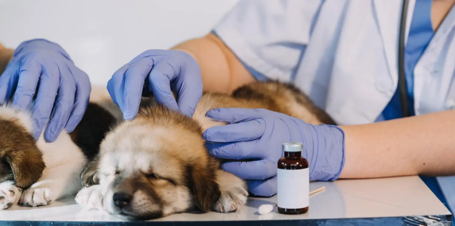Gloved veterinary hands caring for two resting puppies beside an unlabelled amber medicine bottle