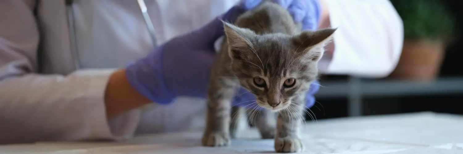 Gloved veterinary hands guiding a small grey kitten on a clinic examination table