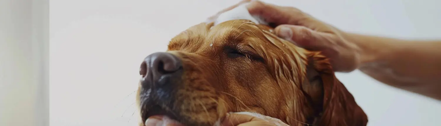 Hands lathering shampoo into the head of a golden retriever that has its eyes closed during a bath