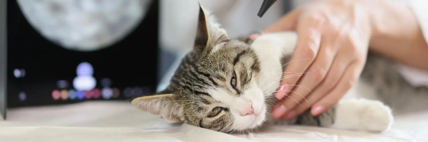 A tabby cat lying calmly on a clinic table while a veterinarian examines its ear with an otoscope