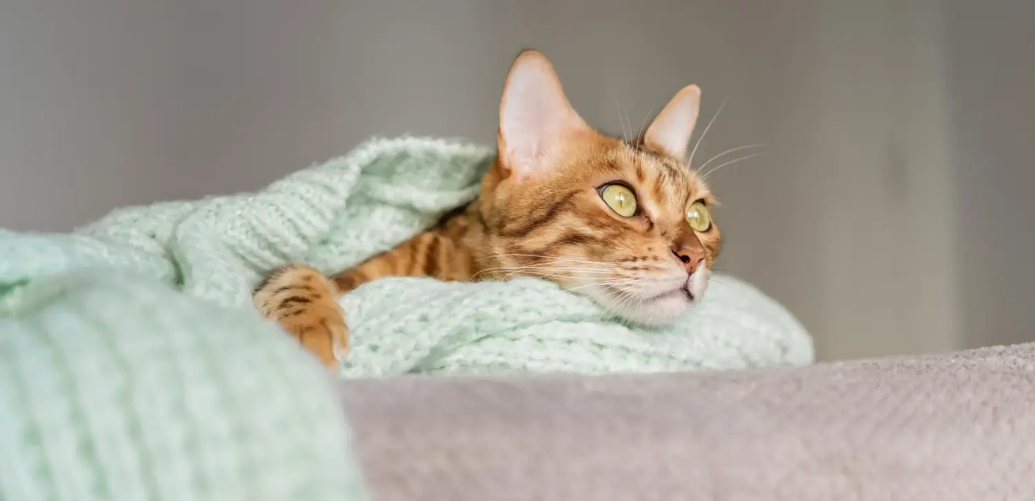 A ginger cat with rosette markings resting under a mint-green knitted blanket, one paw showing