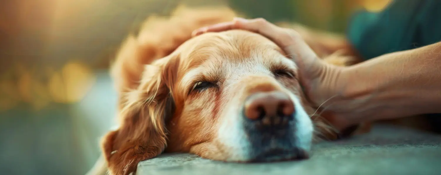 Owner's hand gently stroking a contented golden retriever resting after surgery