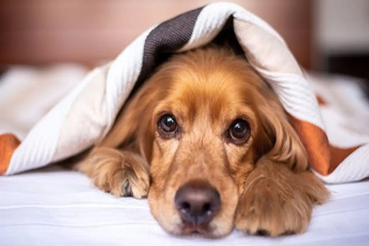 An older golden cocker spaniel resting under a blanket at home, looking towards the camera