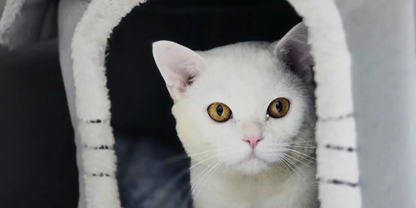 A white cat resting in a cosy boarding house inside Petbook Vet Clinic in Al Quoz, Dubai