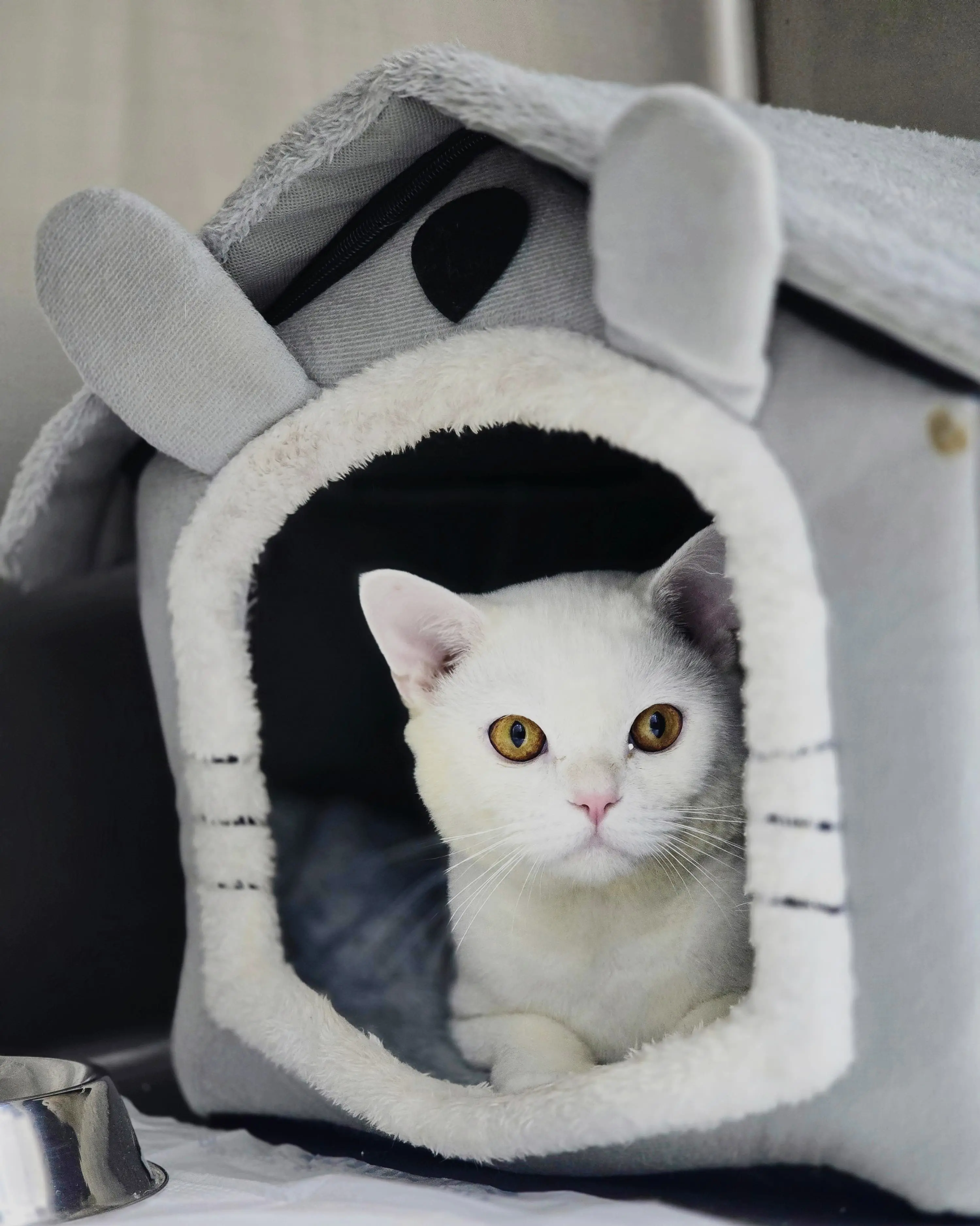 A white cat resting in a cosy boarding house at Petbook Vet Clinic in Al Quoz, Dubai