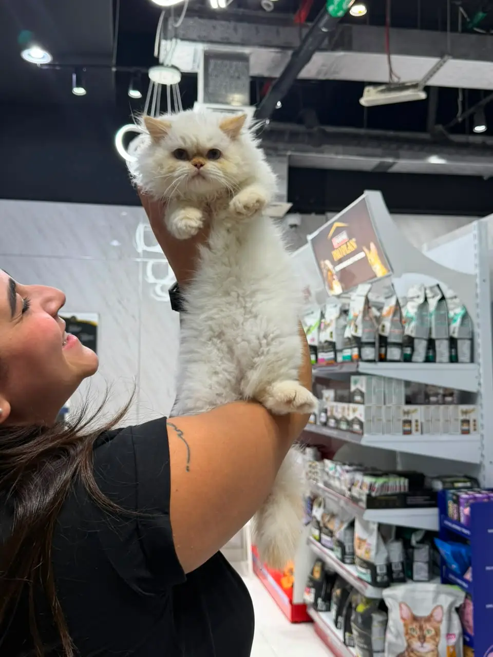 A client lifting a Persian kitten in the Petbook retail corner