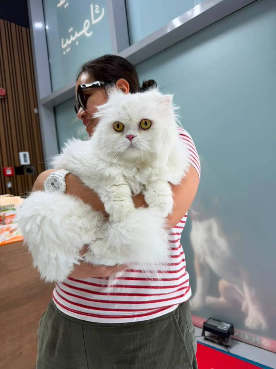 A client with a large white Persian cat at Petbook reception