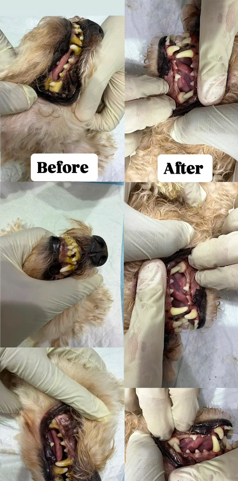 Before and after photographs of a small dog's teeth from a scaling performed at Petbook Veterinary Clinic in Al Quoz, showing heavy yellow-brown tartar removed and clean white teeth afterwards