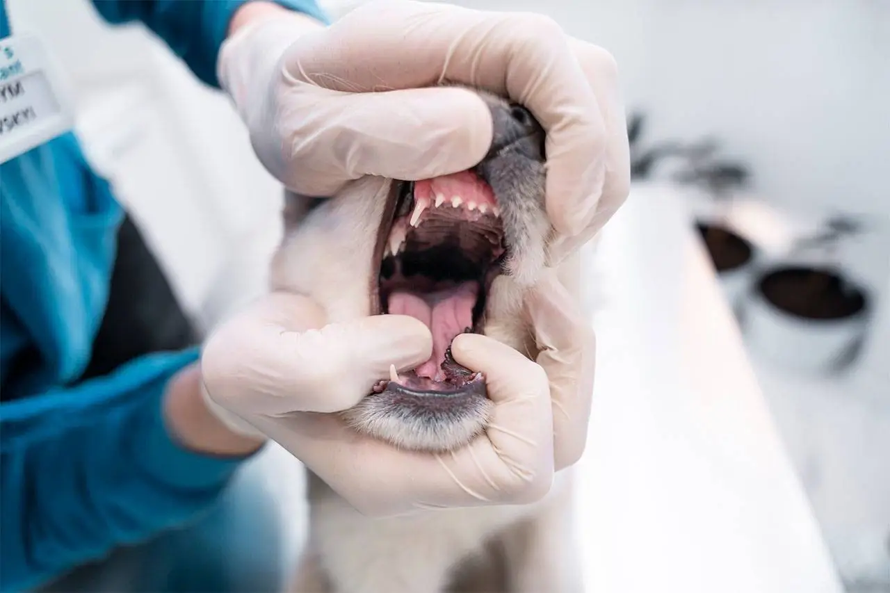 Gloved hands in blue scrubs holding open a light-colored dog's mouth to examine its teeth and gums at Petbook Veterinary Clinic