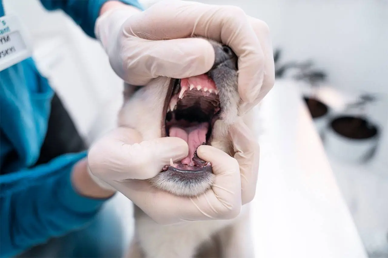 A vet checking a dog's teeth and gums during a dental exam at Petbook Vet Clinic in Dubai