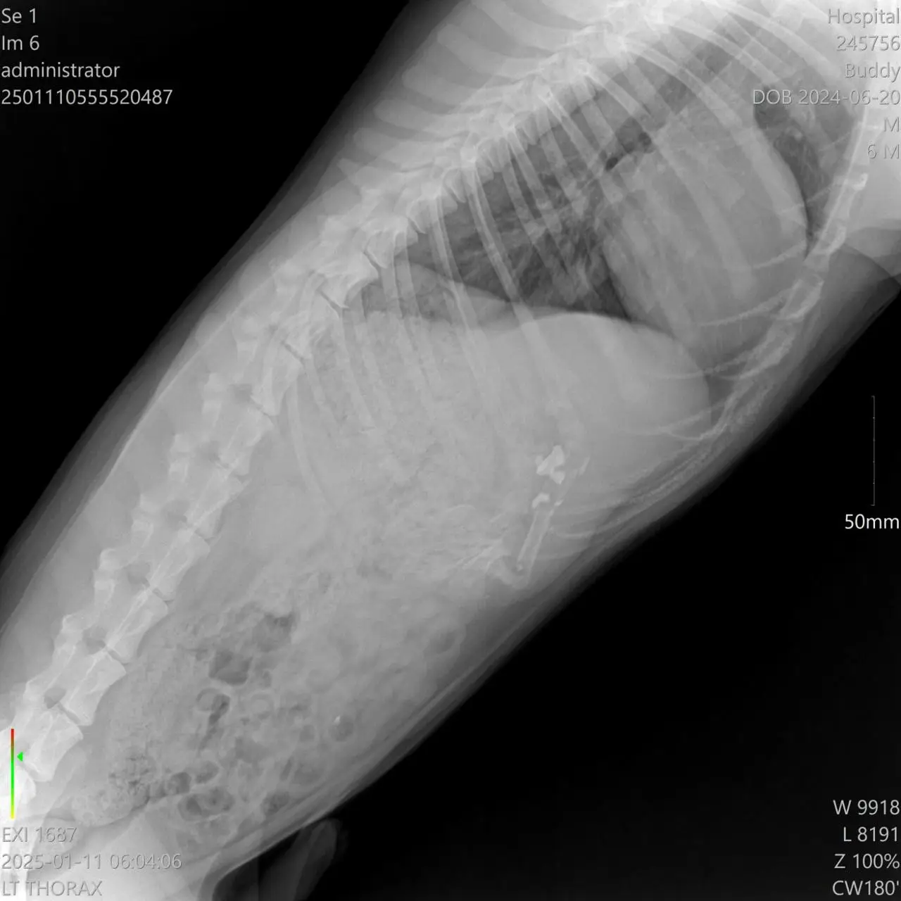 A digital thorax radiograph of a dog taken at Petbook Veterinary Clinic in Al Quoz, Dubai
