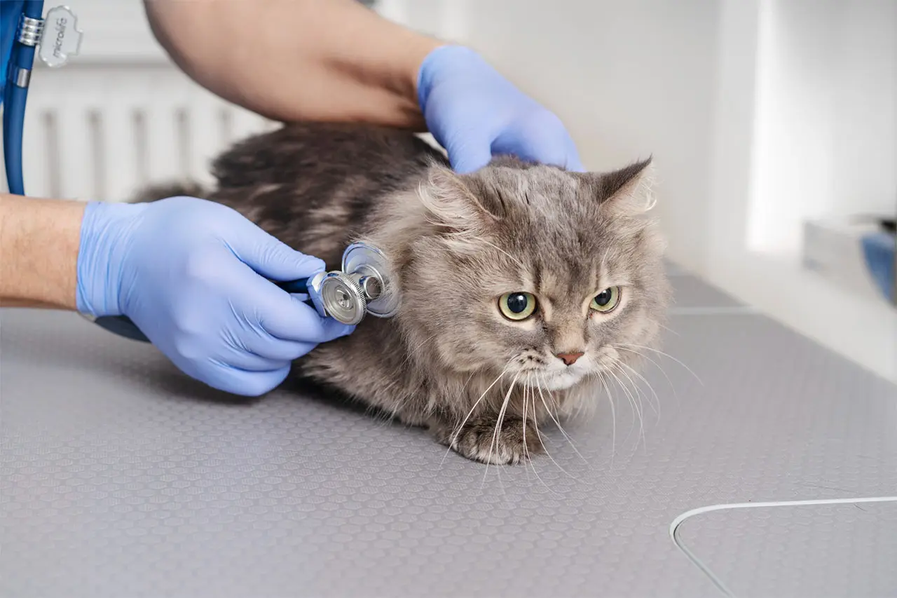 A gloved Petbook vet listening to a grey cat's chest with a stethoscope during an urgent visit in Dubai