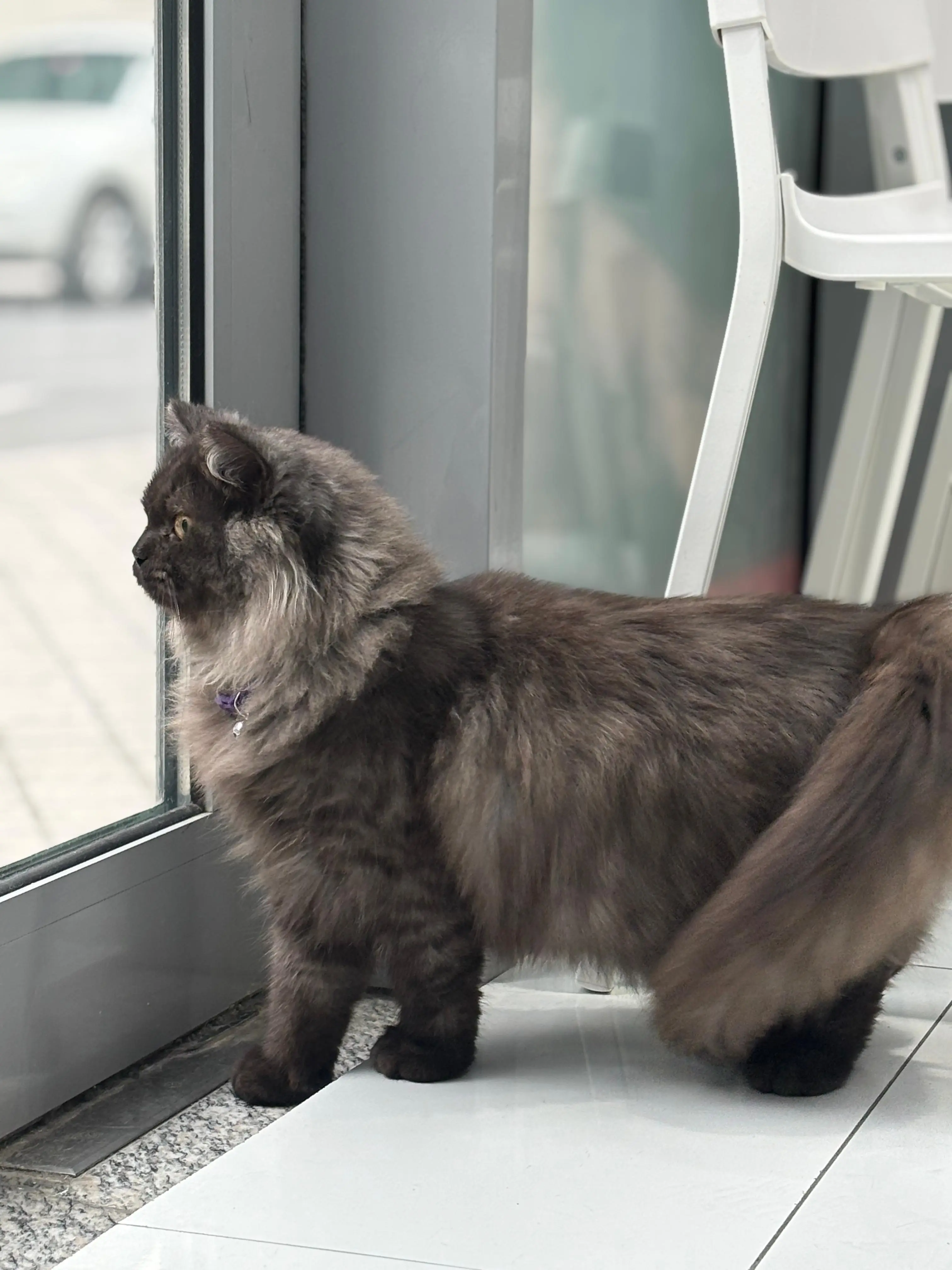 A fluffy dark Persian cat at the Petbook clinic door