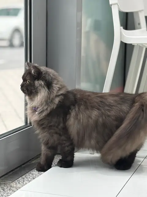 A fluffy cat watching the street from the clinic door