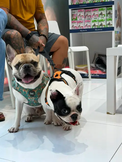 Two French bulldogs visiting the clinic