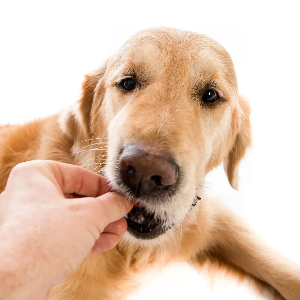 Close-up of a hand giving a golden retriever its medication by mouth