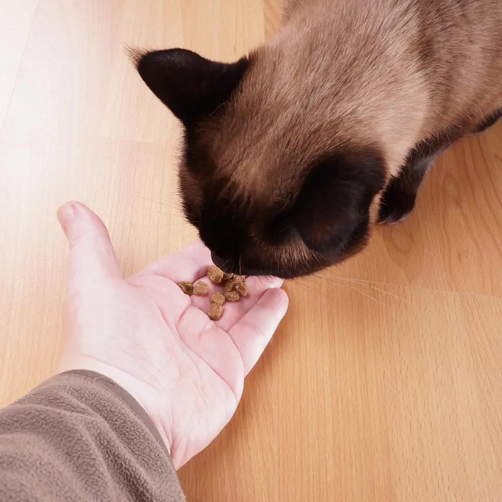 Cat eating from an open hand on a wooden floor at home
