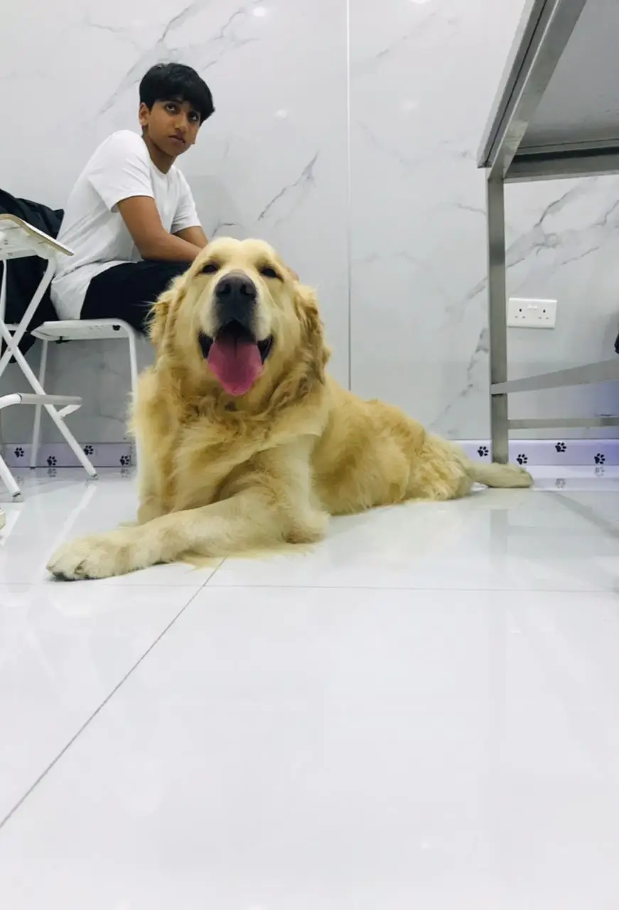 A golden retriever waiting with its young owner at Petbook Vet Clinic Dubai