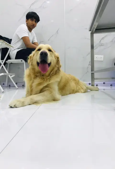 A golden retriever relaxing in the waiting area