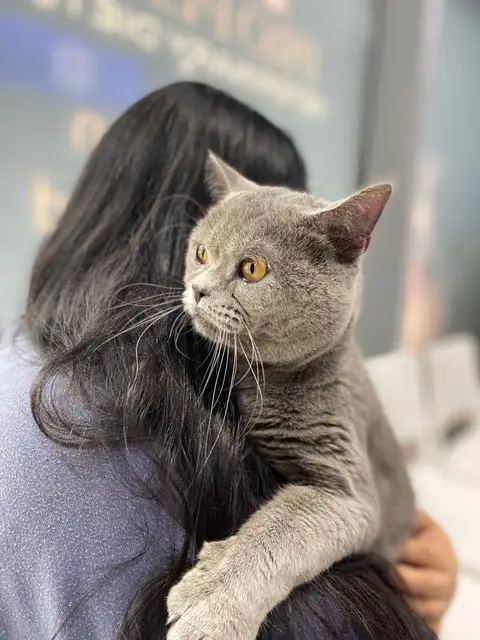 A grey British Shorthair cat on its owner's shoulder