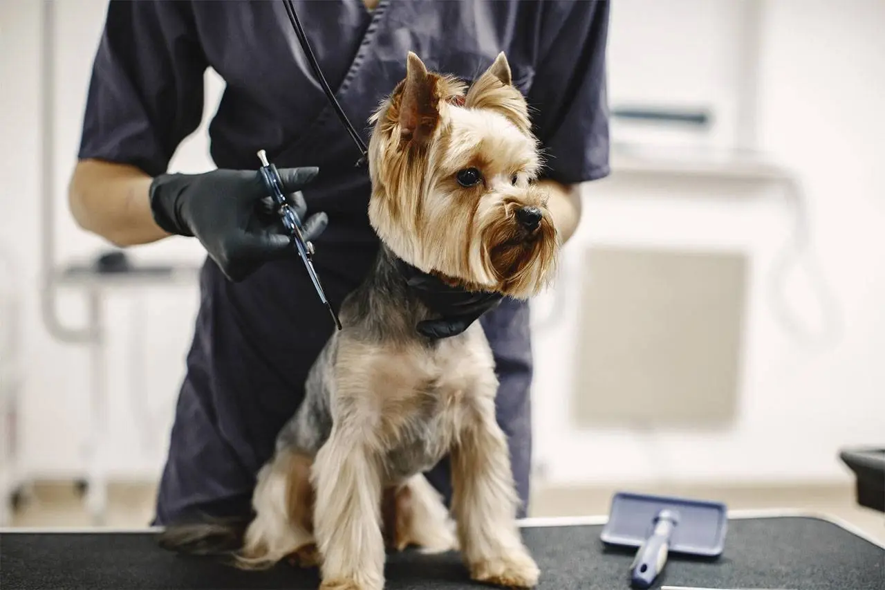 A Yorkshire terrier standing on the grooming table while a groomer in black gloves clips its coat