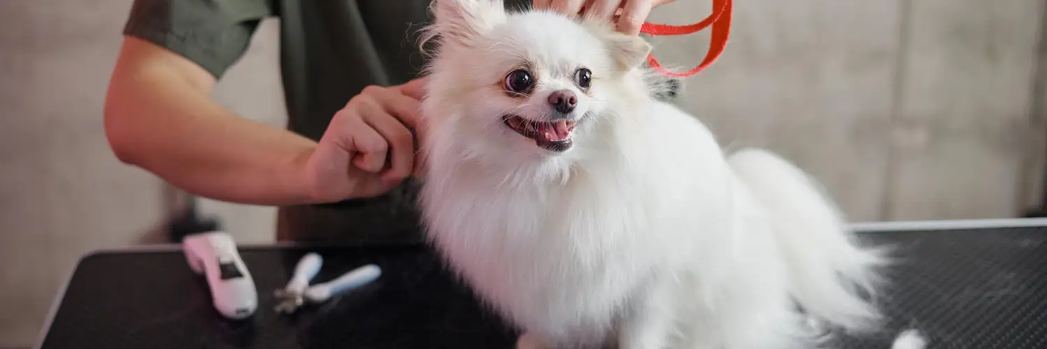 A white Pomeranian standing on a grooming table while a groomer steadies it by the collar