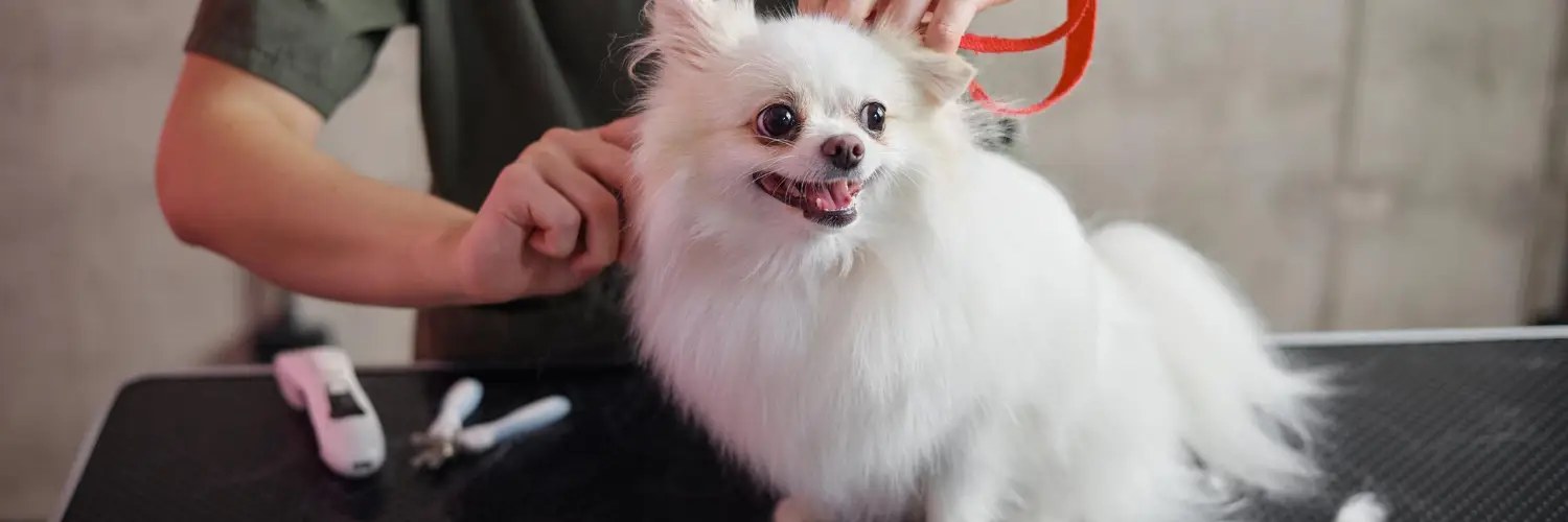 A dog being groomed carefully on a grooming table at a bright clinic