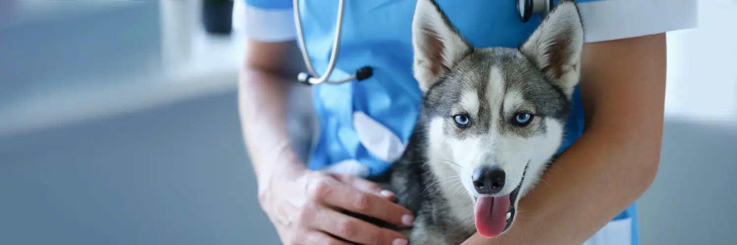 A husky held calmly against a vet in blue scrubs before routine surgery
