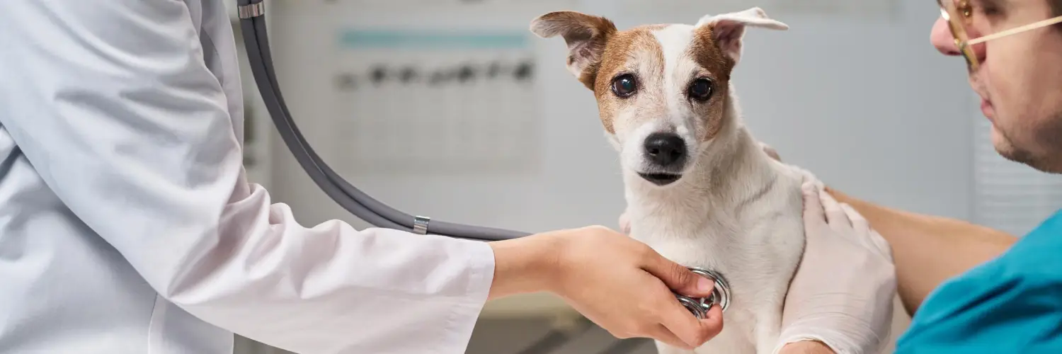 Veterinarian listening to an adult Jack Russell terrier's heart with a stethoscope during a routine health check at a veterinary clinic in Dubai.