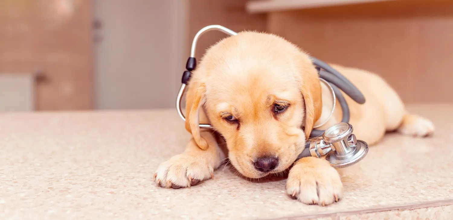 A cream Labrador puppy lying on a clinic worktop with a stethoscope resting around its neck