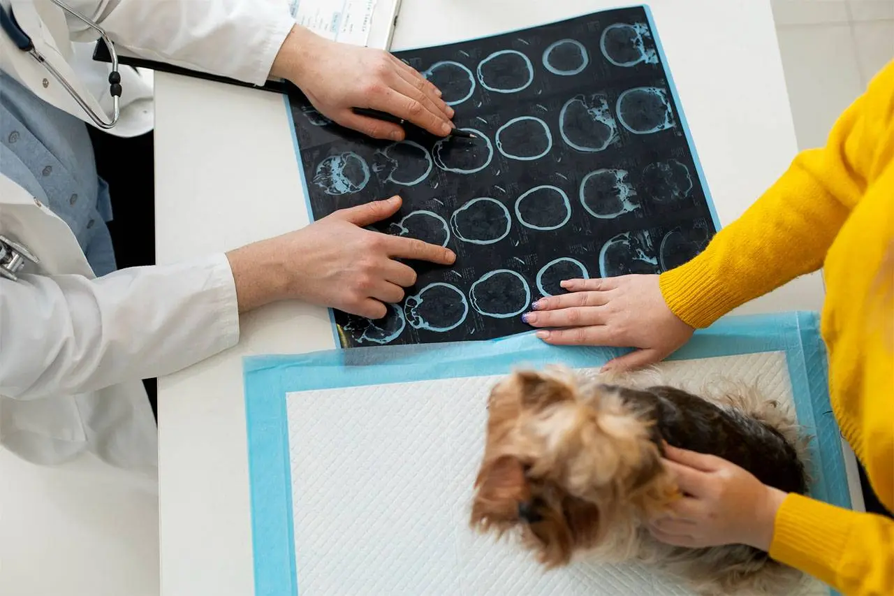 A veterinarian pointing at radiograph films on the consult table while an owner steadies a Yorkshire Terrier