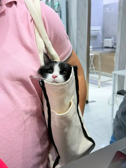 A kitten peeking out of its carrier bag
