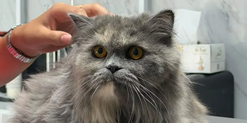 A long-haired cat handled gently on the table at Petbook Veterinary Clinic in Dubai