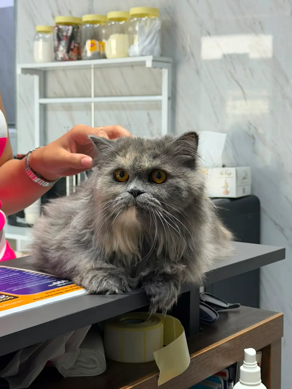 Grey Persian cat on the grooming table at Petbook Vet Clinic