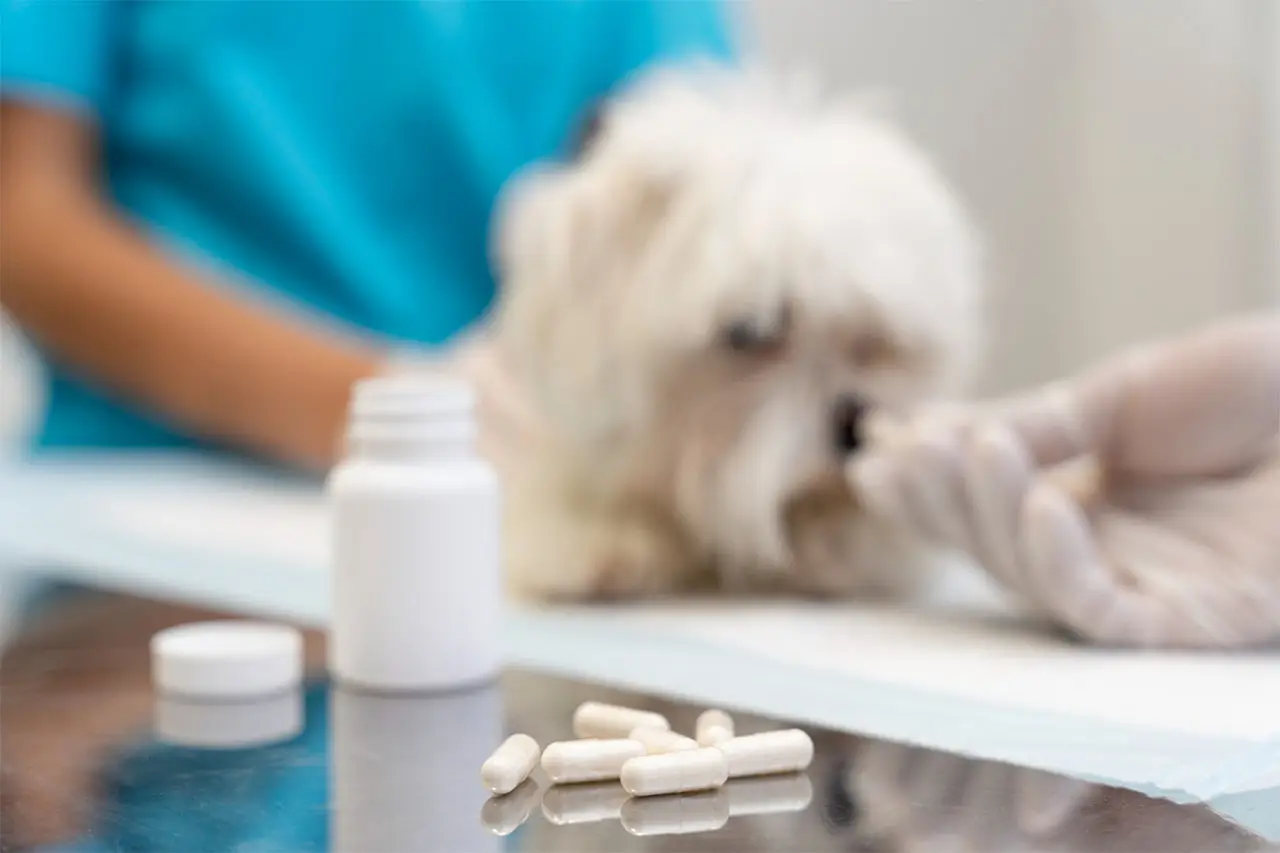 Prescription capsules and a medicine bottle on the counter as a small white dog is given its dose