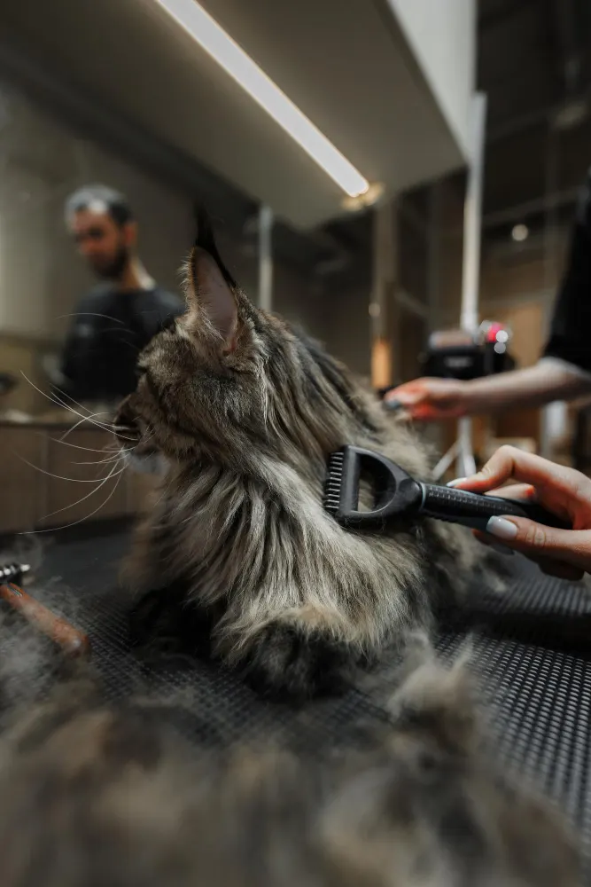 A dark tabby Maine Coon being combed with a de-shedding rake on a grooming table, loose fur gathering around it