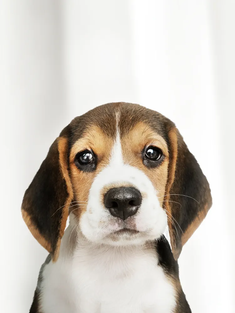 A tricolor beagle puppy looking straight at the camera against a soft white background