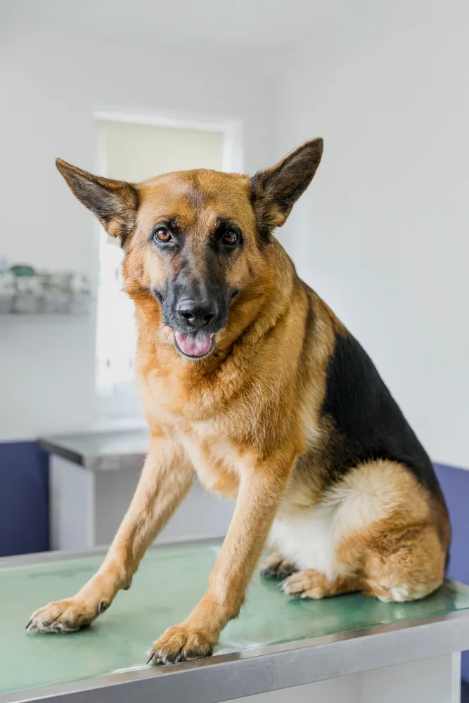 German Shepherd sitting on a veterinary examination table and looking straight at the camera in a bright clinic room.