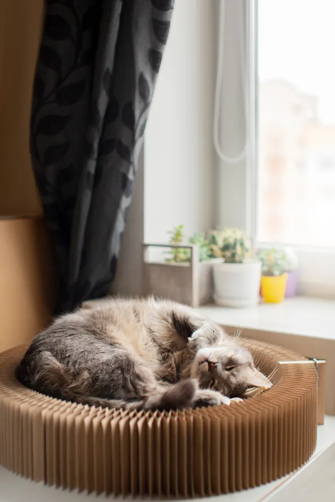 A long-haired grey and cream cat asleep in a round cardboard lounger beside a sunlit window