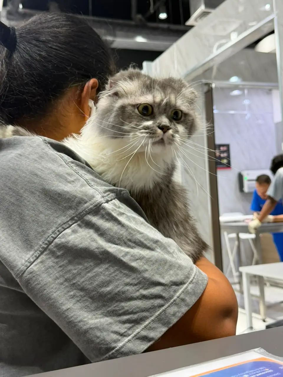 A Scottish Fold on its owner's shoulder in a Petbook exam room