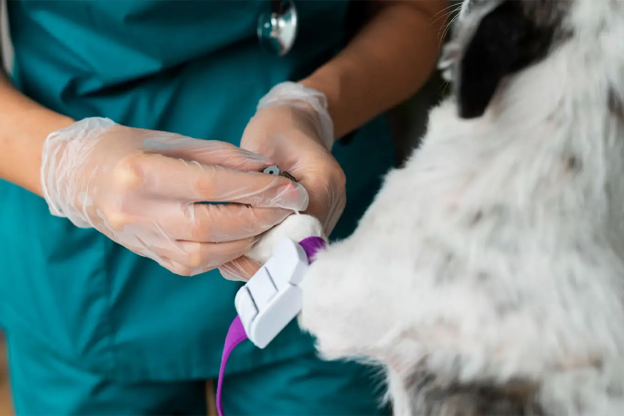 Gloved hands in surgical scrubs clipping a monitoring probe to the paw of a black and white dog