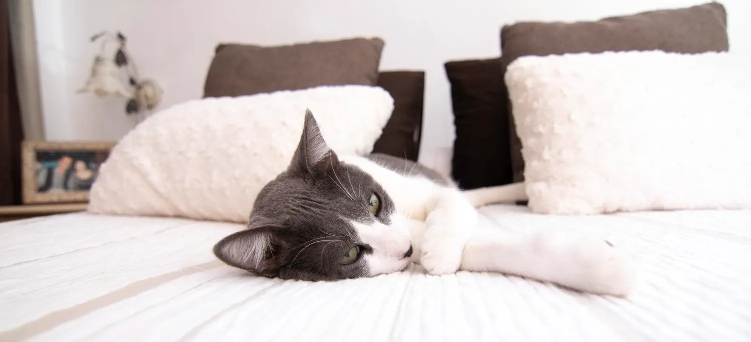A grey and white cat lying stretched out on a white bed among soft cushions