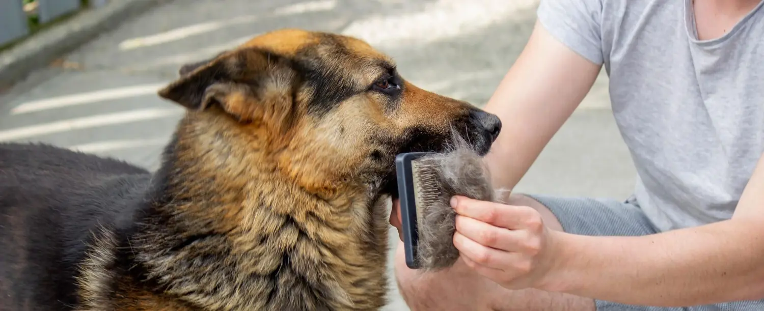 German shepherd sitting outdoors while a thick handful of loose undercoat is brushed out with a slicker brush