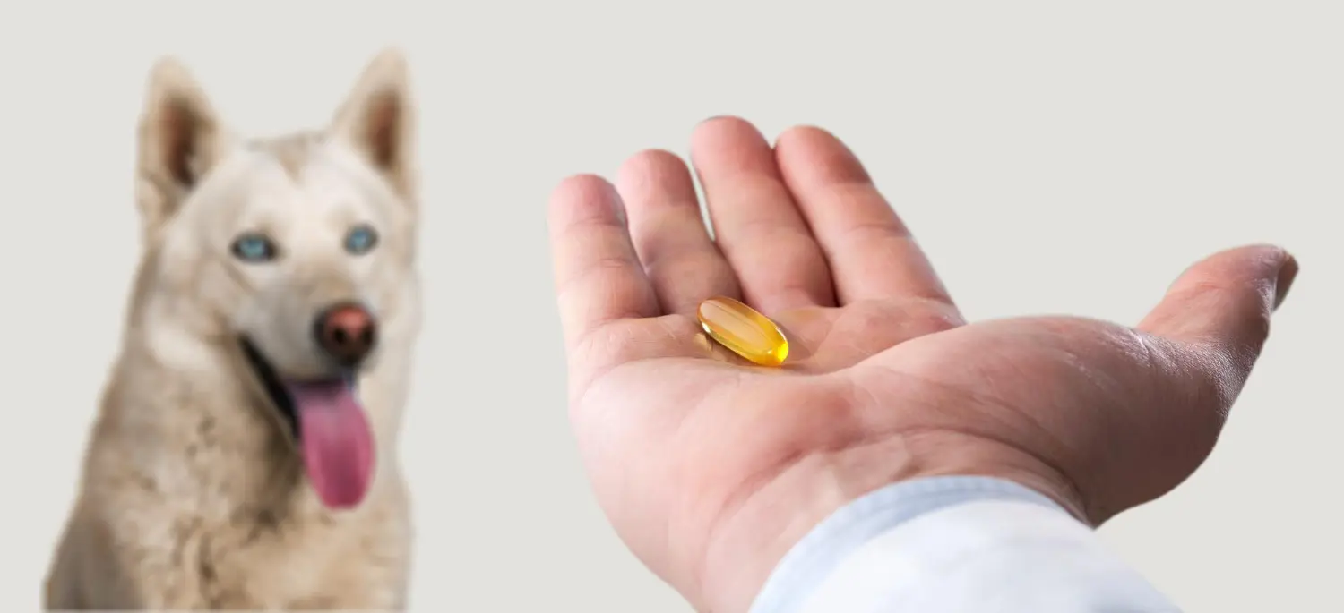 Open hand holding a single softgel capsule with a dog waiting in the background