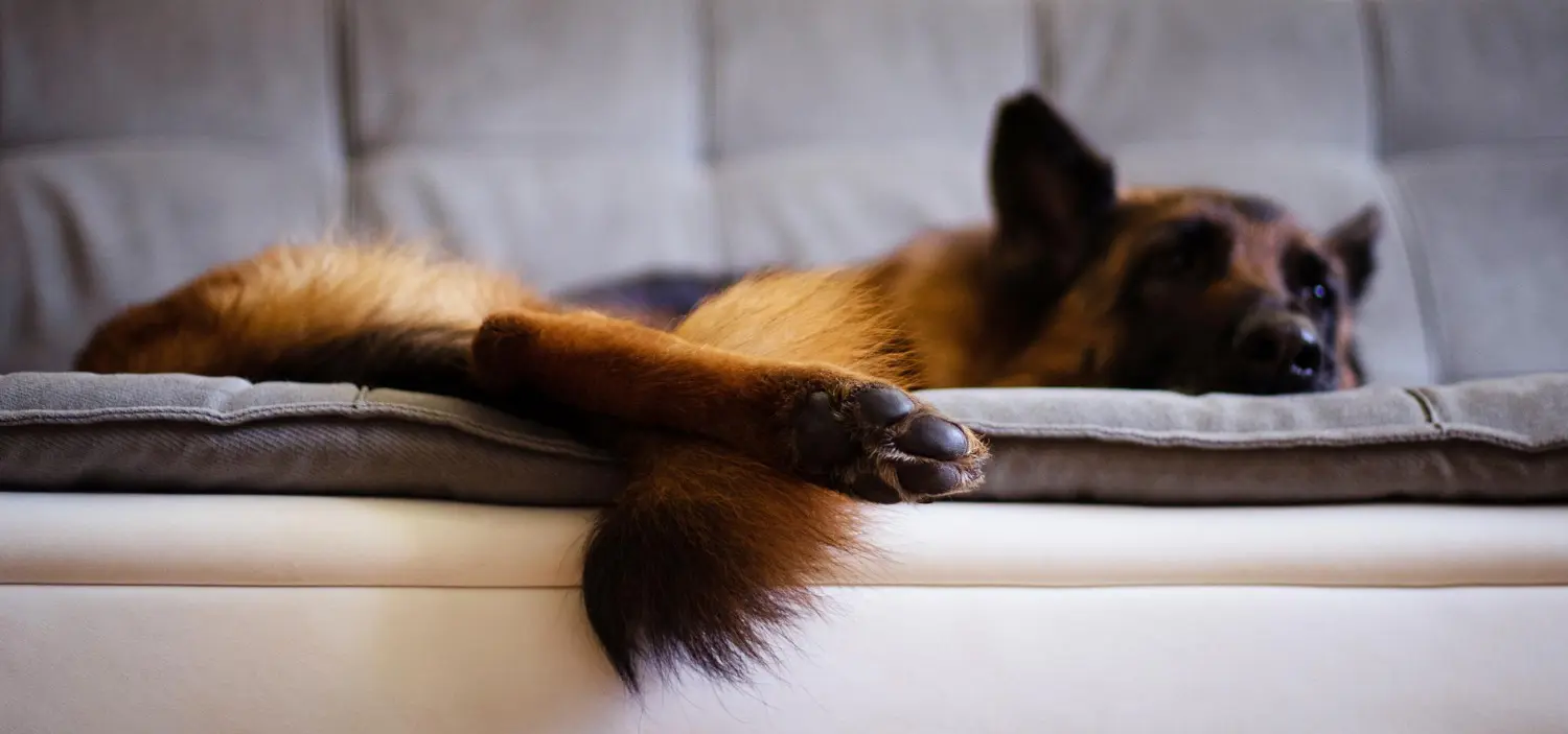 German shepherd lying quietly on its bed at home in dim evening light, the kind of stillness that can signal a pet needs urgent care