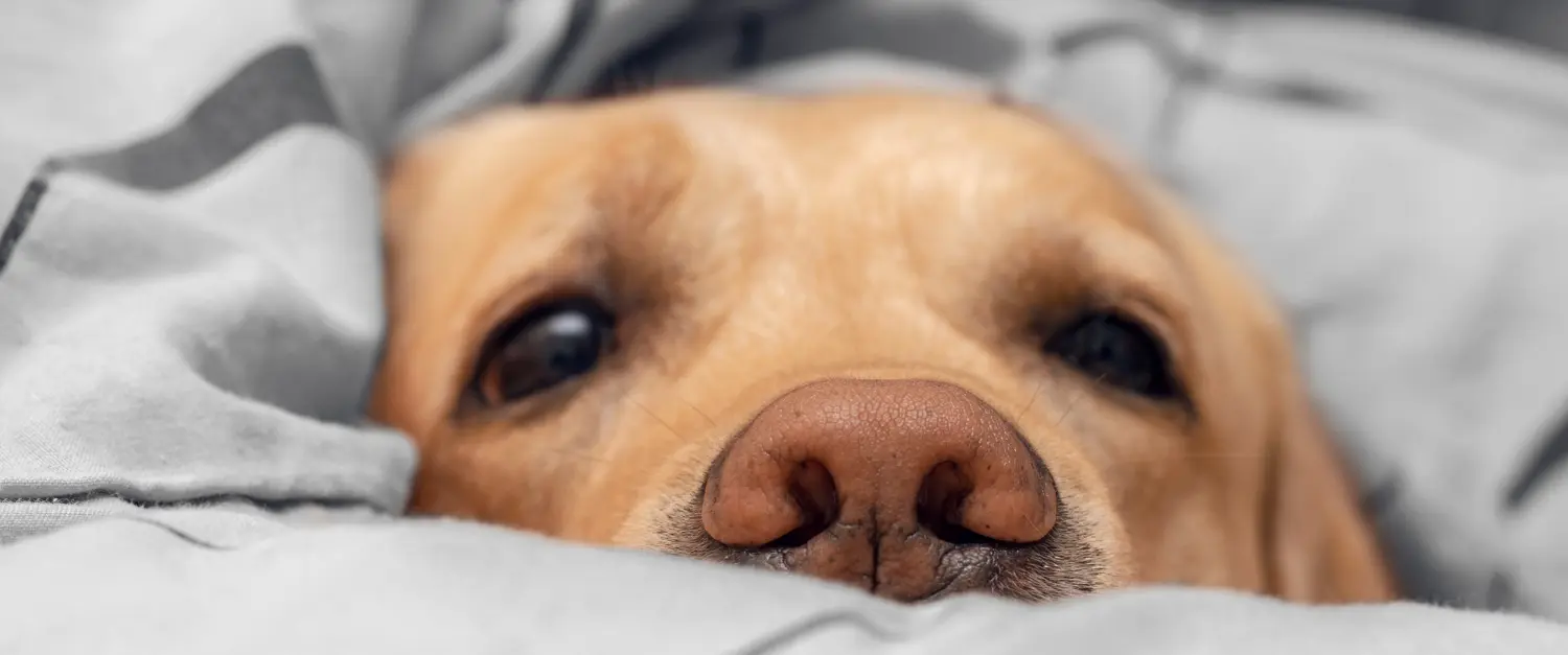 Labrador resting quietly under a soft grey blanket at home during the post-operative recovery period