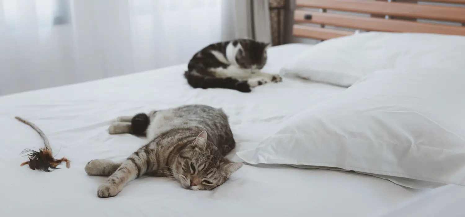Two cats resting on a white bed beside a feather toy in a softly lit bedroom