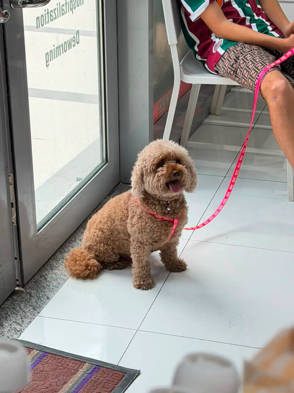 A pet at the front door of Petbook Veterinary Clinic in The Curve Building, Al Quoz 3, Dubai