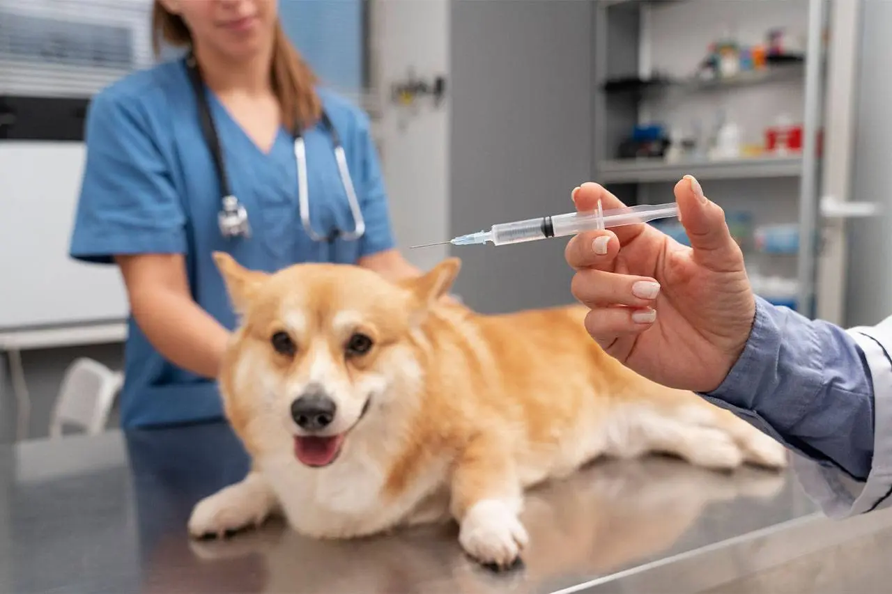 A corgi held steady on the examination table while a vaccine syringe is prepared
